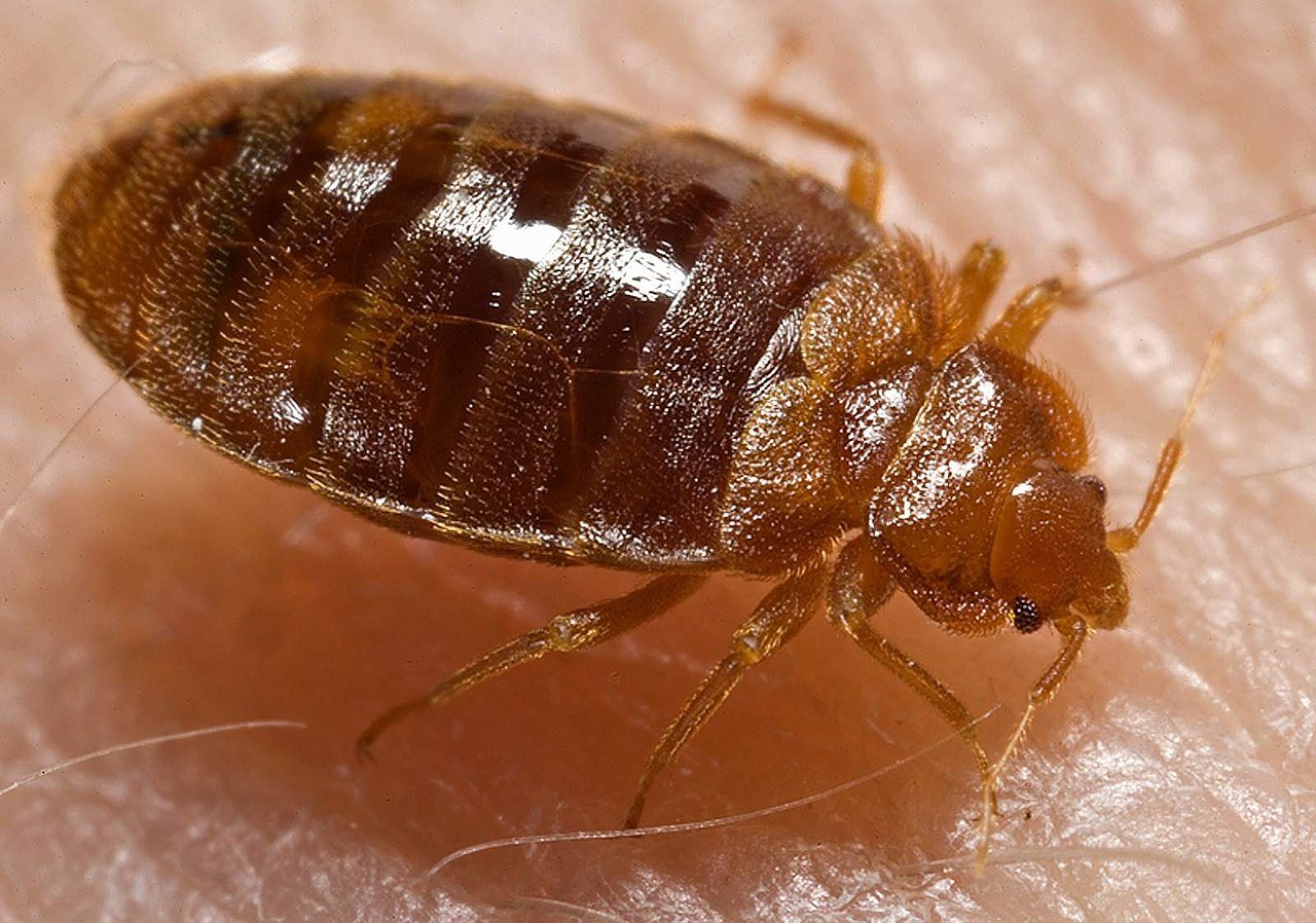 Les xinxes són insectes petits de color cafè, aplanats i hematòfags